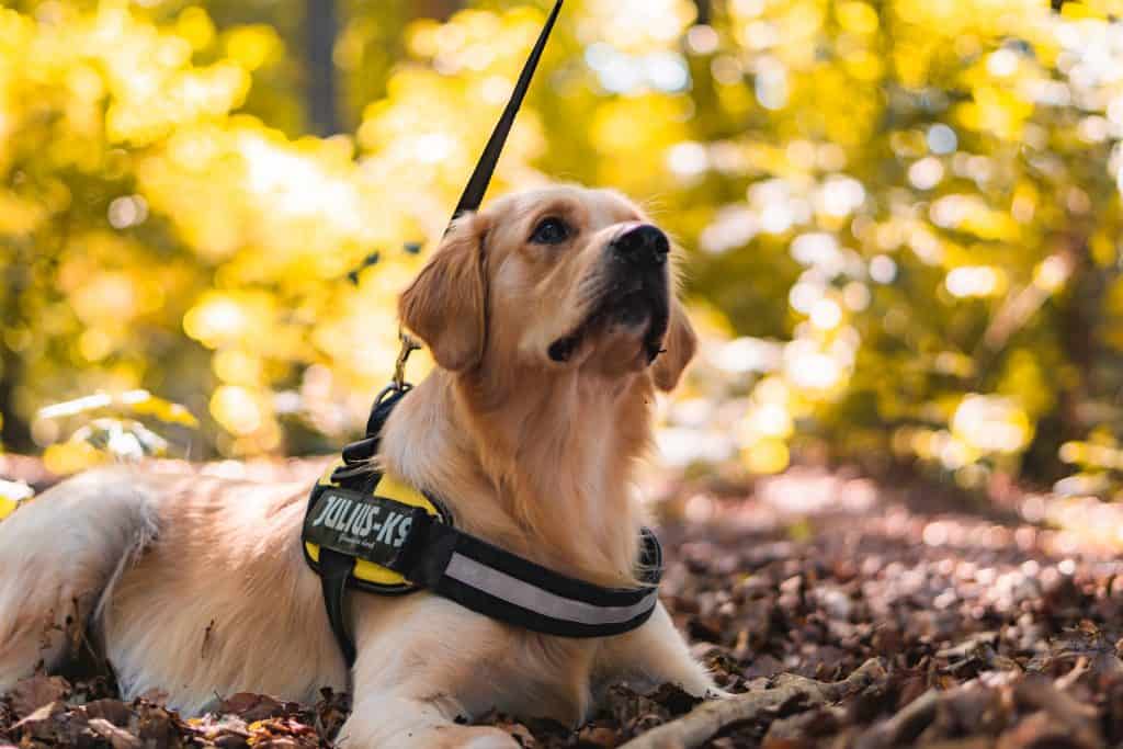 Tips for traveling with service dog