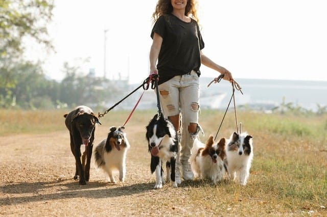 How Walking With a Pet Will Help to Cope With the Hardest Assignment