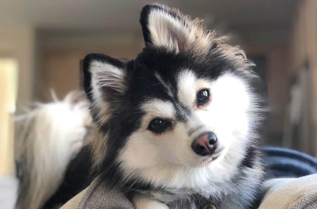 7 Ways to Avoid Costly Vet Trips: A Guide for Pomsky Owners