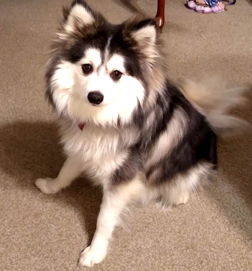 Long best sale haired pomsky