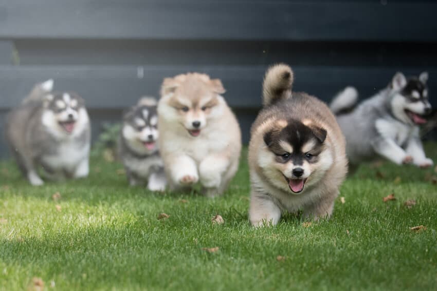 Where to Buy Pomsky Puppies in California: Top Breeders!