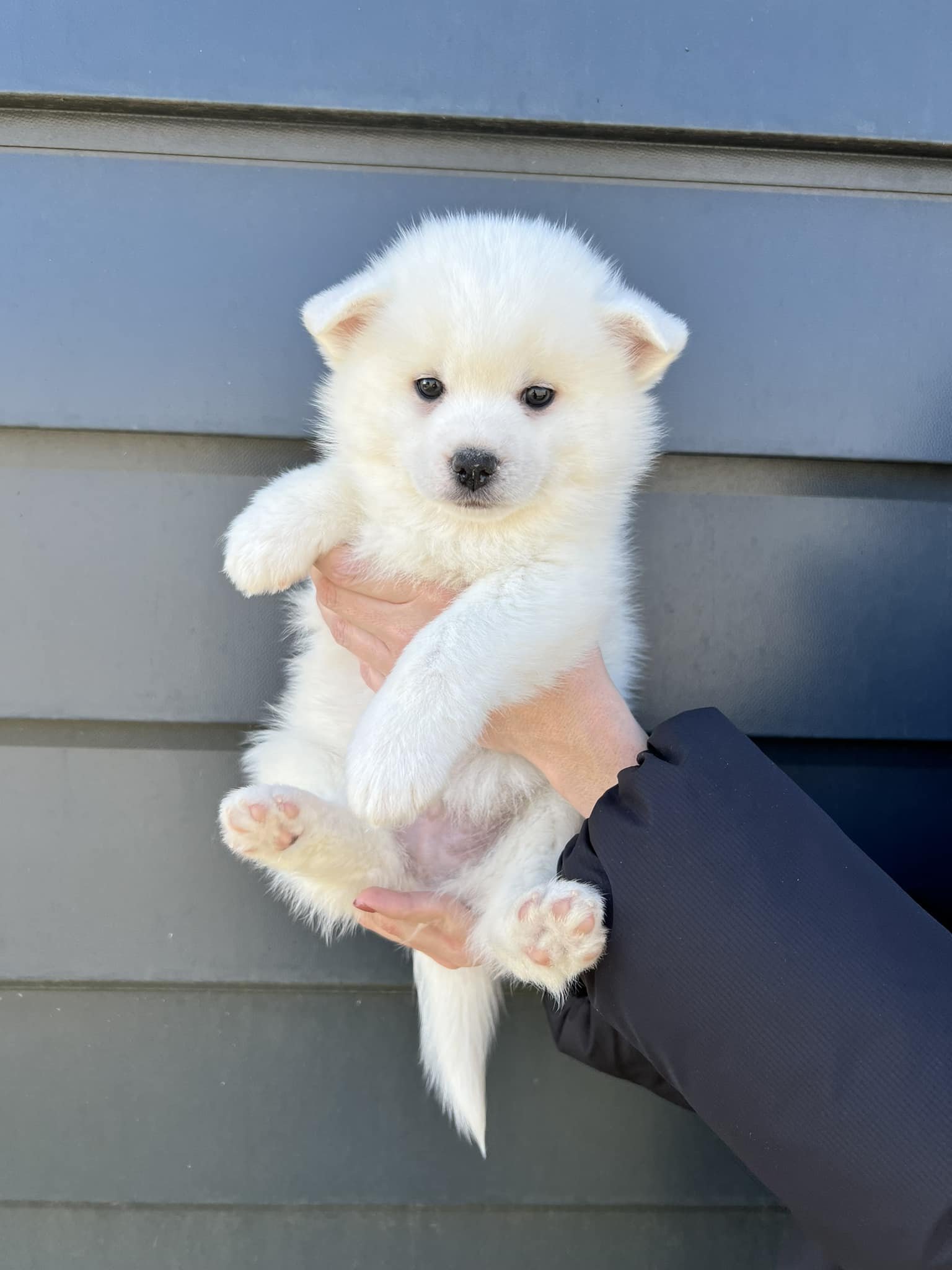 Pomsky Nederland - Pomsky Owners Association