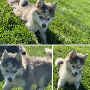 The Painted Pomsky