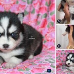 SZ Pomskies