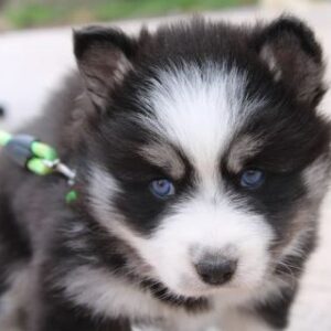 Hatz Off Pomskies