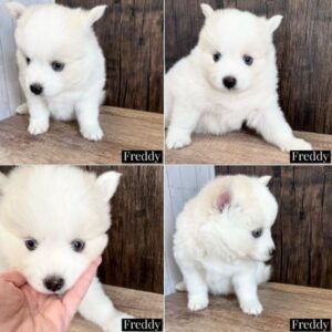 Windy City Pomsky