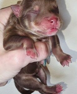 Smoky Mountain Pomskies