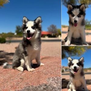 Platinum Pomskies
