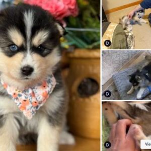 Hemlock Pines Pomsky