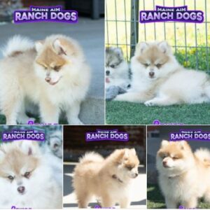 Maine Aim Ranch Dogs