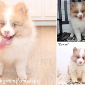 Smoky Mountain Pomskies