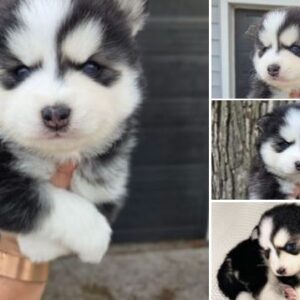SZ Pomskies