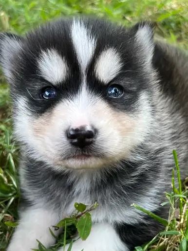 Available Pomskies from Hudson’s Huskies & Pomskies - Pomsky Owners ...