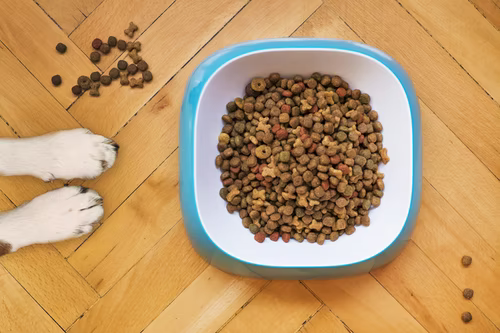 The Importance Proper Diet Has in Canine’s Development from Puppy to Fully Grown Dog