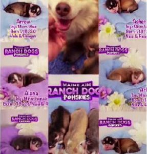 Maine Aim Ranch Dogs