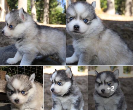 Available Pomskies from Portland Pomskies - Pomsky Owners Association