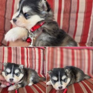SZ Pomskies