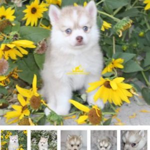 Brookside Pomsky