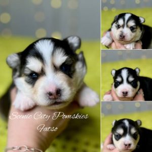 Scenic City Pomskies