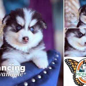 Monarch Pomskies