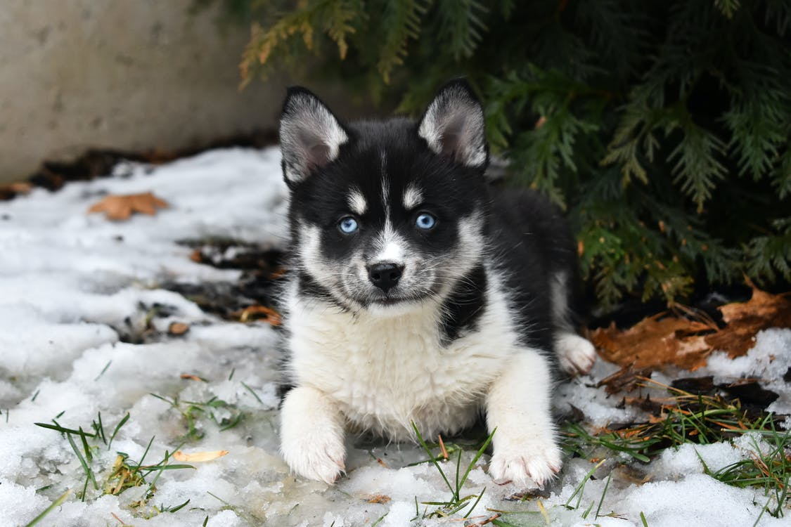 Want to Introduce Your Pomsky to Your Toddler? All the Crucial Things You Need to Know