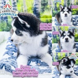 Carrousel Pomskies