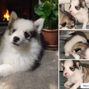 My Crazy Pomskys