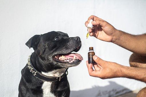 5 Benefits Of Using CBD For Your Dogs?