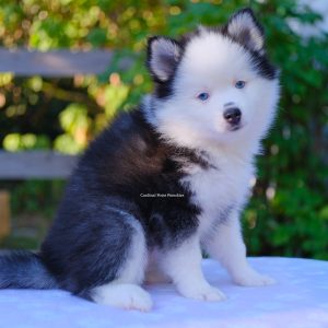 Cardinal Point Pomskies