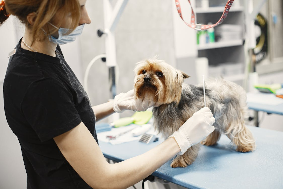 11 Tips on How to save money on pet healthcare