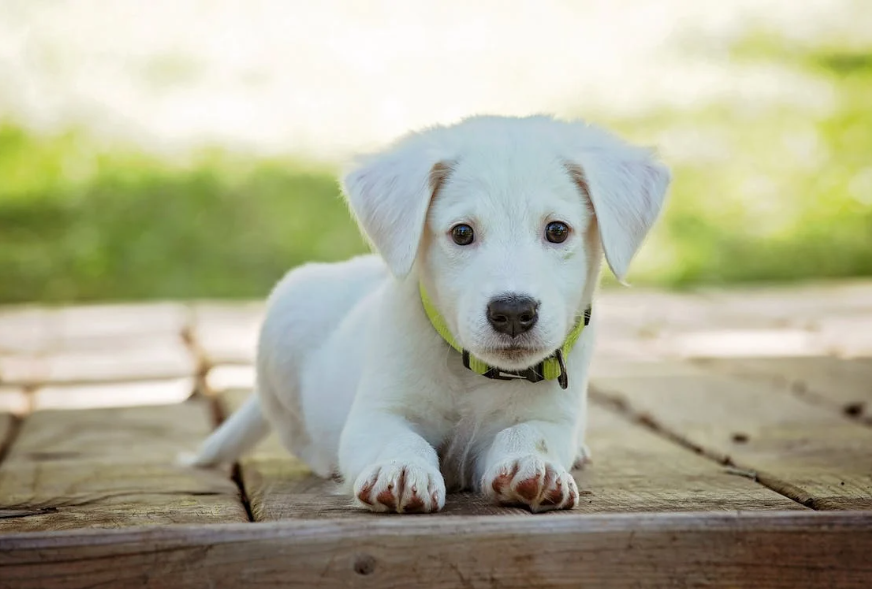 Exploring the Benefits of Dog Physiotherapy