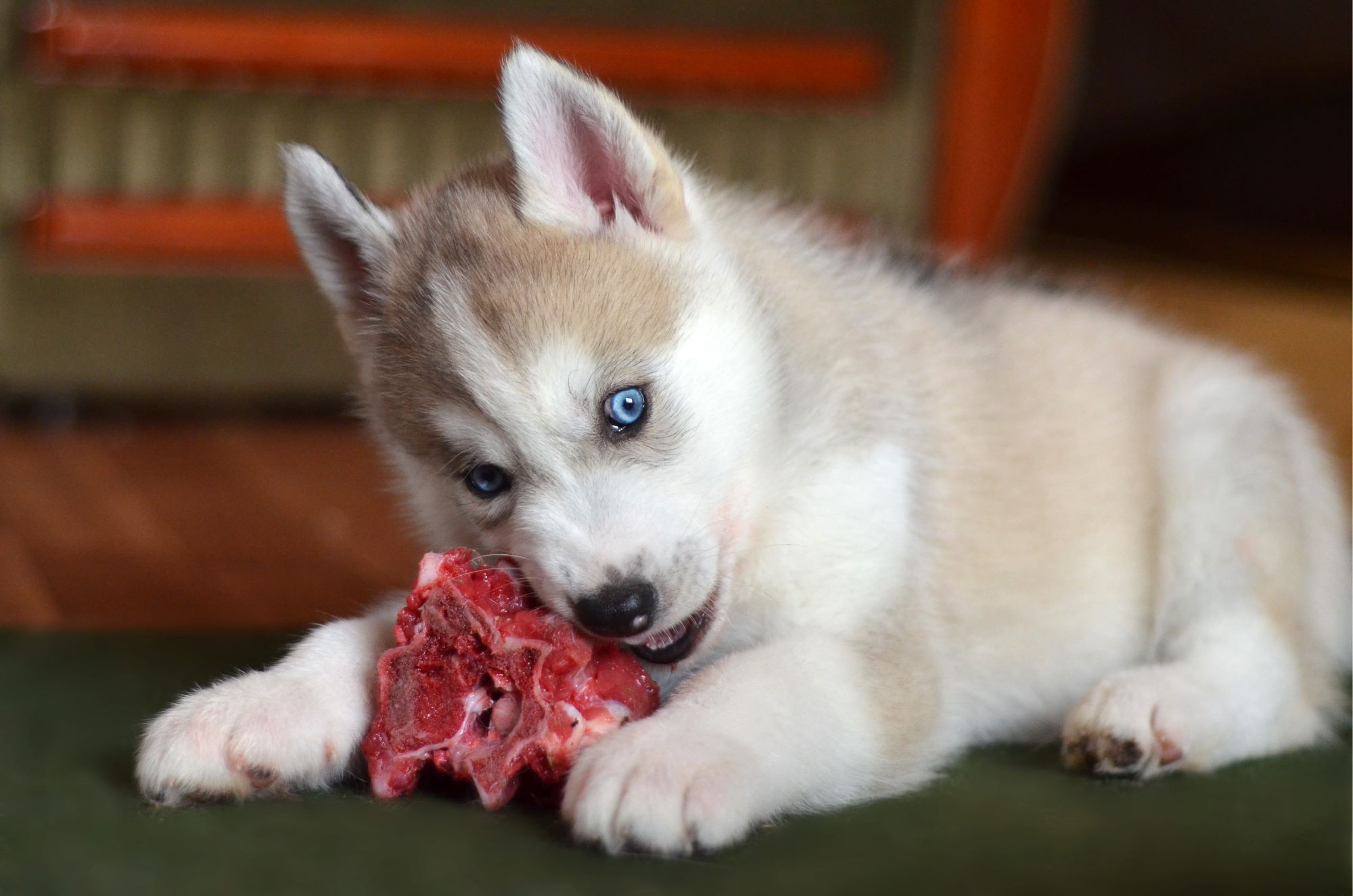 6 Tips For Introducing Raw Dog Food To Your Pomsky