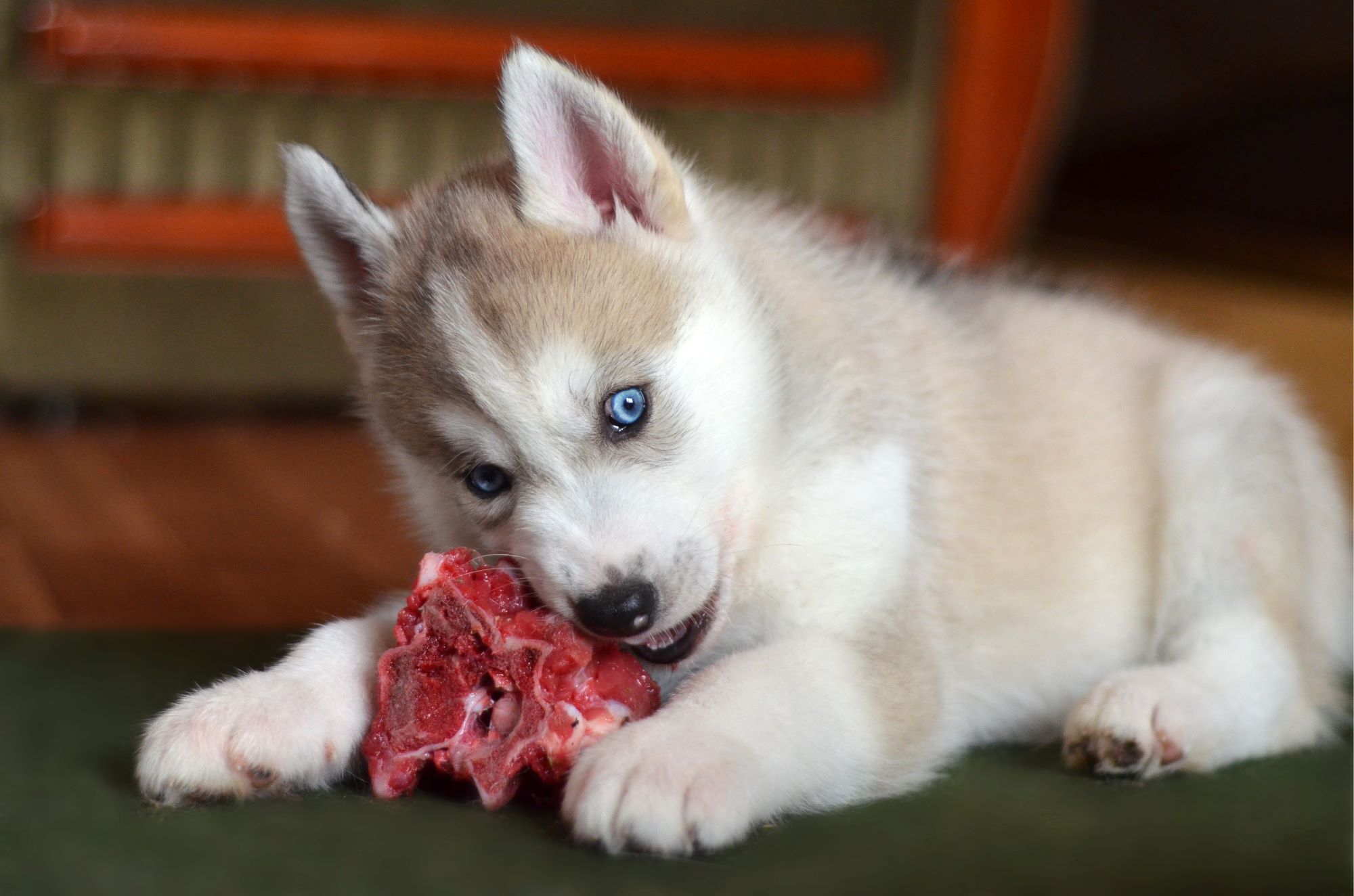 6 Tips For Introducing Raw Dog Food To Your Pomsky Pomsky Owners