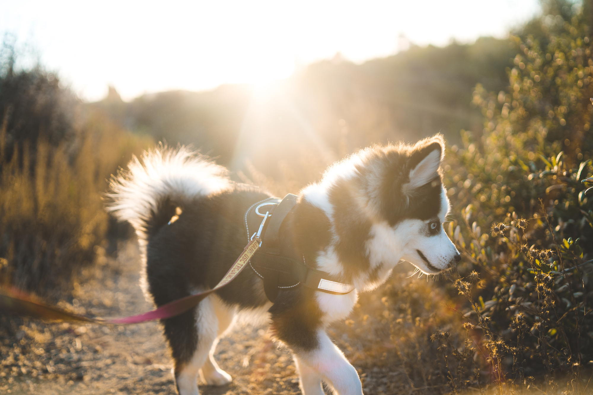 5 Things To Know Before Getting A Pomsky Puppy