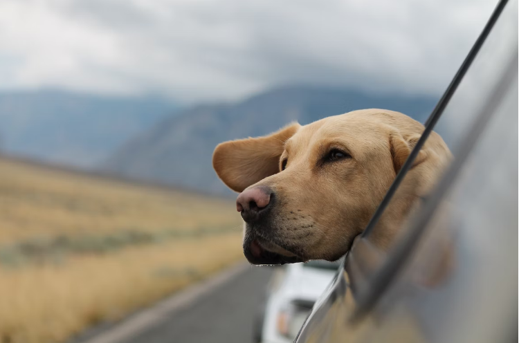 Traveling with Pets: Using VPNs for Secure Access to Pet-Friendly Services
