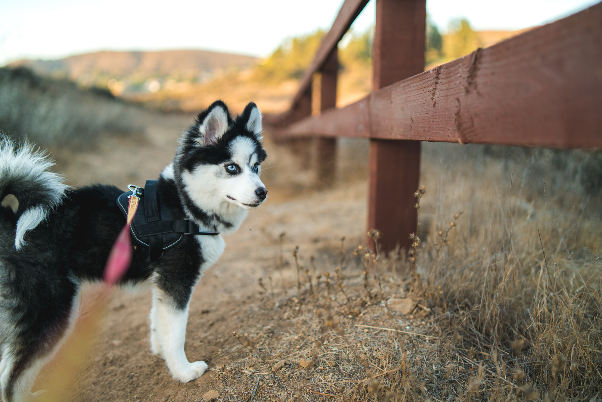 6 Photography Tips For Capturing Pomsky Moments