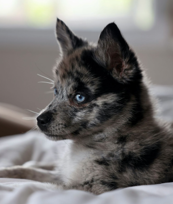 The History and Origin of the Pomsky Breed - Pomsky Owners Association