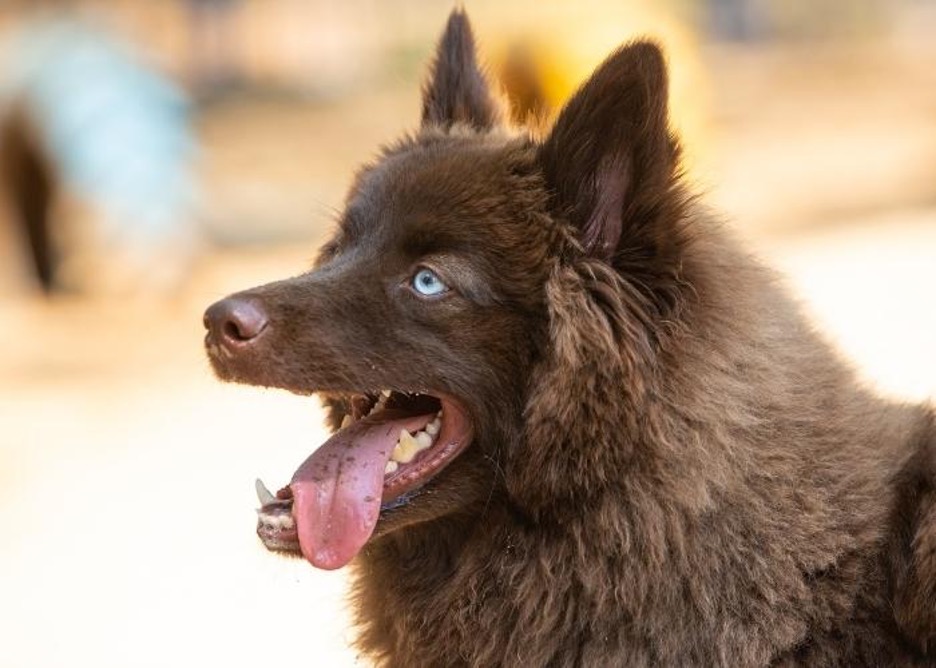 Senior Dog Wellness for Pomskies: Simple Habits to Keep Older Pups Happy and Healthy